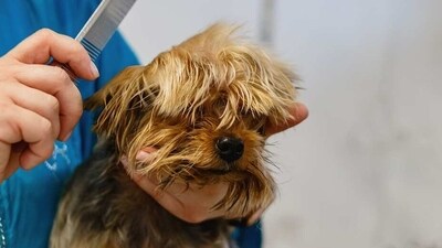 Skincare tips for your pet as the weather transitions (Pixabay) Skincare tips for your pet as the weather transitions (Pixabay)