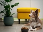 Dog food from Royal Canin takes care of the nutritional needs of your pets.