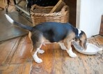 Food for Beagle should be high on protein and nutrition.