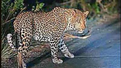 A leopard was rescued by a wildlife team after it strayed into a residential area in Srinagar’s Lasjan on Tuesday. (HT file photo for representational purpose)
