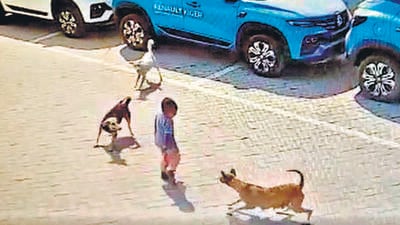 A screengrab of the boy before being attacked by stray dogs. A screengrab of the boy before being attacked by stray dogs.