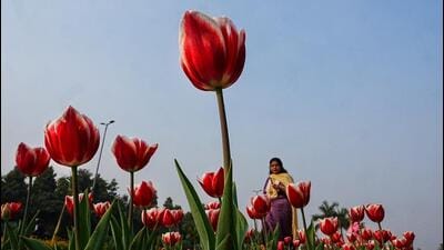 Last year, the government set a target of planting 4.2 million saplings, but ended up planting more—4.7 million. (PTI) Last year, the government set a target of planting 4.2 million saplings, but ended up planting more—4.7 million. (PTI)