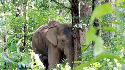 Residents accused the forest department of negligence. (HT Photo (Representative))