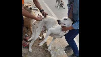 Supriya Srivastava administering anti-rabies vaccine to stray dogs in Indira Nagar. (HT Photo) Supriya Srivastava administering anti-rabies vaccine to stray dogs in Indira Nagar. (HT Photo)