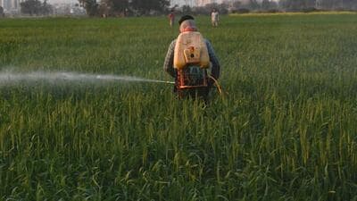 The farmers are being advised to irrigate the wheat fields to maintain moisture in the soil. (HT File) The farmers are being advised to irrigate the wheat fields to maintain moisture in the soil. (HT File)