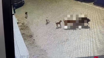 A 5-yr-old boy, Pradeep mauled to death by stray dogs in Hyderabad. A 5-yr-old boy, Pradeep mauled to death by stray dogs in Hyderabad.