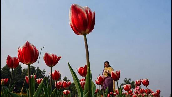 Last year, the government set a target of planting 4.2 million saplings, but ended up planting more—4.7 million. (PTI)