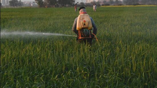 The farmers are being advised to irrigate the wheat fields to maintain moisture in the soil. (HT File)