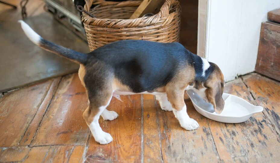 Top 10 Beagle food you should buy for your pet in November 2023
