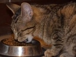 A good diet for senior cats, in the age group of 11 to 14, is important for their longevity.