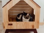 A good cat litter box ensures your kitty and her litter remain clean at all times.