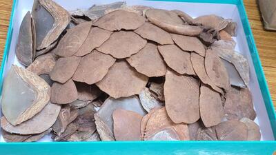30 kg pangolin scales seized, one arrested 30 kg pangolin scales seized, one arrested