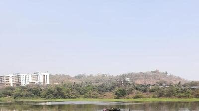 Activists raise alarm over illegal chesnut farming in Nerul wetland Activists raise alarm over illegal chesnut farming in Nerul wetland