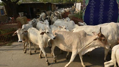 Around 10 lakh stray cattle are staying in over 6,000 cow protection centres in Uttar Pradesh. (For Representation)