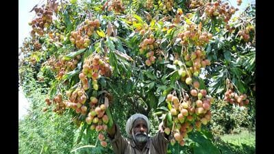 Bihar ranks fourth among mango-producing states in the country, as per the ministry of agriculture, while it is top in litchi production. (HT Photo) Bihar ranks fourth among mango-producing states in the country, as per the ministry of agriculture, while it is top in litchi production. (HT Photo)