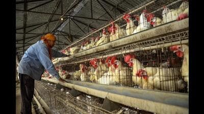 Confirmed cases of bird flu were reported from a government-run poultry in Jharkhand’s Bokaro district on Tuesday. (PTI) Confirmed cases of bird flu were reported from a government-run poultry in Jharkhand’s Bokaro district on Tuesday. (PTI)