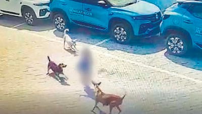 Following the gory incident of a four-year-old boy being mauled by a pack of stray dogs in Hyderabad, complaints begin pouring in from different parts of the city over the stray dog menace. (PTI) Following the gory incident of a four-year-old boy being mauled by a pack of stray dogs in Hyderabad, complaints begin pouring in from different parts of the city over the stray dog menace. (PTI)