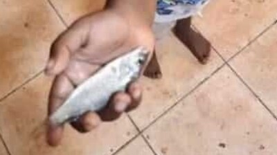 A local said the fish were still alive as they fell from the sky, and children in the town rushed to collect them and keep them in jars. A local said the fish were still alive as they fell from the sky, and children in the town rushed to collect them and keep them in jars.