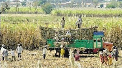 Promoting cow-based natural farming is a part of the BJP’s Sankalp Patra (manifesto) for 2022 assembly polls. (Pic for representation)