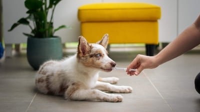 How is it treated? There is no cure for Parvovirus, so treatment involves supportive care to manage the symptoms and prevent complications. This may include hospitalization, IV fluids, antibiotics, and anti-nausea medication. (Unsplash) How is it treated? There is no cure for Parvovirus, so treatment involves supportive care to manage the symptoms and prevent complications. This may include hospitalization, IV fluids, antibiotics, and anti-nausea medication. (Unsplash)