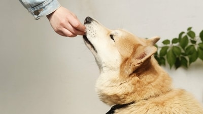 Annual booster vaccinations are needed throughout your dog’s life to protect from harmful diseases. (Pexels) Annual booster vaccinations are needed throughout your dog’s life to protect from harmful diseases. (Pexels)