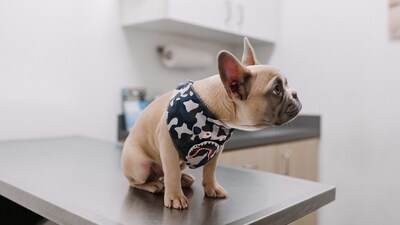 How is it diagnosed? Parvovirus is diagnosed through a combination of clinical signs, a physical examination, and diagnostic tests like blood tests and faecal analysis. (Unsplash) How is it diagnosed? Parvovirus is diagnosed through a combination of clinical signs, a physical examination, and diagnostic tests like blood tests and faecal analysis. (Unsplash)