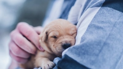 Parvovirus is a type of virus that can infect both humans and animals. There are several types of parvovirus that affect different species, but the most well-known type of parvovirus is canine parvovirus, which affects dogs. Here are some important things that every pet owner should know about Parvovirus: (Unsplash) Parvovirus is a type of virus that can infect both humans and animals. There are several types of parvovirus that affect different species, but the most well-known type of parvovirus is canine parvovirus, which affects dogs. Here are some important things that every pet owner should know about Parvovirus: (Unsplash)