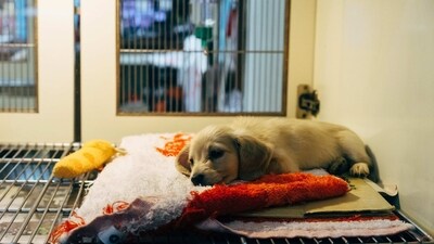 What are the symptoms? The symptoms of Parvovirus include loss of appetite, vomiting, diarrhoea (often bloody), lethargy, and fever. Puppies are more likely to develop severe symptoms than adult dogs. (Unsplash) What are the symptoms? The symptoms of Parvovirus include loss of appetite, vomiting, diarrhoea (often bloody), lethargy, and fever. Puppies are more likely to develop severe symptoms than adult dogs. (Unsplash)