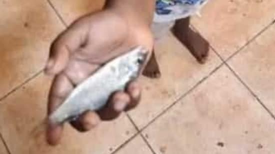 A local said the fish were still alive as they fell from the sky, and children in the town rushed to collect them and keep them in jars.