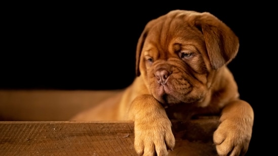What should I do if I suspect my dog has Parvovirus? If you suspect your dog has Parvovirus, you should contact your veterinarian immediately. Early diagnosis and treatment can improve the chances of a successful outcome. In the meantime, keep your dog isolated from other dogs to prevent the spread of the virus.(Unsplash)