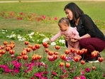 A total of 1.24 lakh tulip bulbs were brought from the Netherlands and planted in the first week of January in Shantipath lawns by the NDMC.&nbsp;