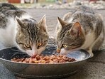 Dry cat food options not only take care of the nutritional needs but are mess-free as well.
