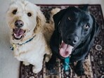 Like human beings, our pets also need periodic deworming. 