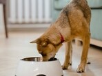 You may have the best food made available for your pet but without the right bowl, all your efforts can go downhill.