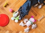 Toys help your pets stay entertained and stimulated. They also help them exercise and stay active.