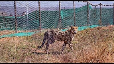 A Cheetah brought from South Africa was released in an enclosure at Palpur, Kuno National Park, Madhya Pradesh, in Sheopur. (PTI) A Cheetah brought from South Africa was released in an enclosure at Palpur, Kuno National Park, Madhya Pradesh, in Sheopur. (PTI)