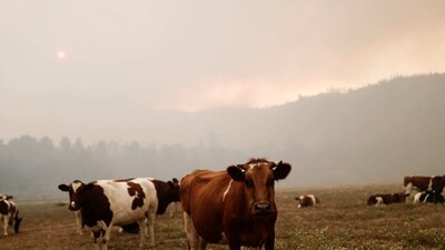 Mad Cow Disease: Cows are seen in the field. (Representational)