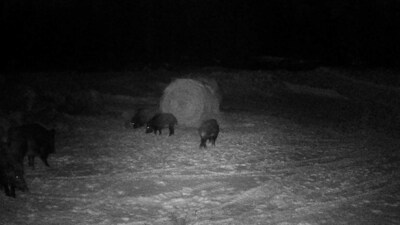 Super pigs in US: Super pigs spotted in the United States. (Twitter) Super pigs in US: Super pigs spotted in the United States. (Twitter)