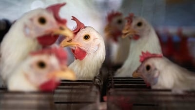 Bird Flu In Cambodia: Chickens sit in cages at a farm. (Reuters)