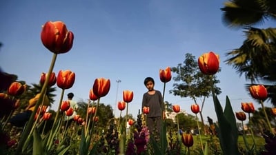 NDMC has planted more than 140,000 tulip bulbs during this spring season, a three-fold jump from the previous year. (HT Photo/Raj K Raj) NDMC has planted more than 140,000 tulip bulbs during this spring season, a three-fold jump from the previous year. (HT Photo/Raj K Raj)