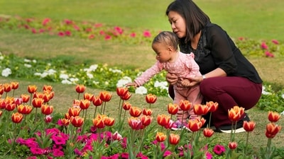 A total of 1.24 lakh tulip bulbs were brought from the Netherlands and planted in the first week of January in Shantipath lawns by the NDMC. (PTI) A total of 1.24 lakh tulip bulbs were brought from the Netherlands and planted in the first week of January in Shantipath lawns by the NDMC. (PTI)