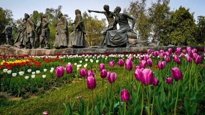 Besides walks, the NDMC will also organise photography competitions on tulips during the near fortnight-long festival. (PTI) Besides walks, the NDMC will also organise photography competitions on tulips during the near fortnight-long festival. (PTI)