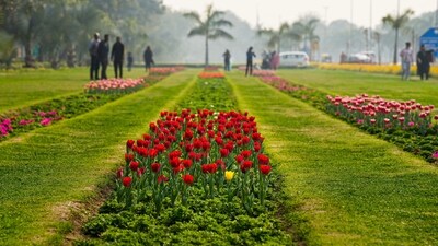 A Tulip walk will also be held on the lawns of the Shantipath on February 18, 19, 25 and 26. (PTI) A Tulip walk will also be held on the lawns of the Shantipath on February 18, 19, 25 and 26. (PTI)