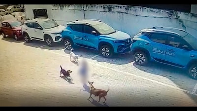 Stray dogs mauled to death a four-year-old boy, in Hyderabad on February 19. (PTI) Stray dogs mauled to death a four-year-old boy, in Hyderabad on February 19. (PTI)