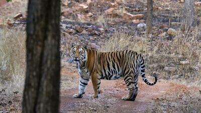 The Karnataka forest department is planning to install chain link mesh in buffer zones in Kodagu to prevent the entry of tigers (PTI) The Karnataka forest department is planning to install chain link mesh in buffer zones in Kodagu to prevent the entry of tigers (PTI)
