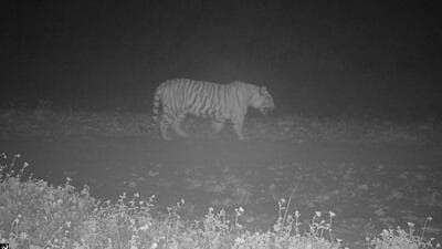 Tiger captured on camera trap set up by the wildlife department in Sirmaur’s Simbalbara National Park. (Twitter) Tiger captured on camera trap set up by the wildlife department in Sirmaur’s Simbalbara National Park. (Twitter)