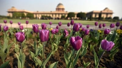 The civic body, in collaboration with 'Heritage Photography Club,' has invited photography enthusiasts to click pictures of tulips and submit them for the contest. (HT Photo/Sonu Mehta) The civic body, in collaboration with 'Heritage Photography Club,' has invited photography enthusiasts to click pictures of tulips and submit them for the contest. (HT Photo/Sonu Mehta)