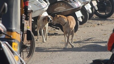 There are mainly two reasons that push up the stray dog population — access to food and abandonment by pet owners. In the absence of a robust disposal system, most urban waste is discarded in open spaces, attracting dogs. In some cases, owners abandon pets — who breed and multiply. (HT PHOTO)