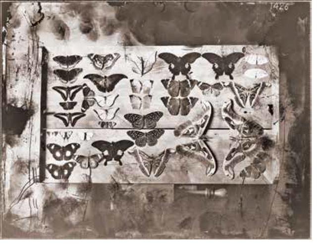 Butterflies on a Board, c. 1870 (Maharaja Sawai Ram Singh II) Butterflies on a Board, c. 1870 (Maharaja Sawai Ram Singh II)