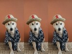 Dog shirts are a great way to indulge your dogs while keeping them comfy.